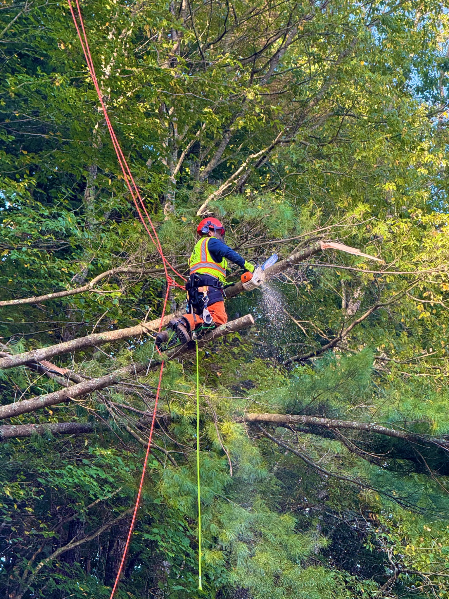 Top Quality Tree Experts crew at work