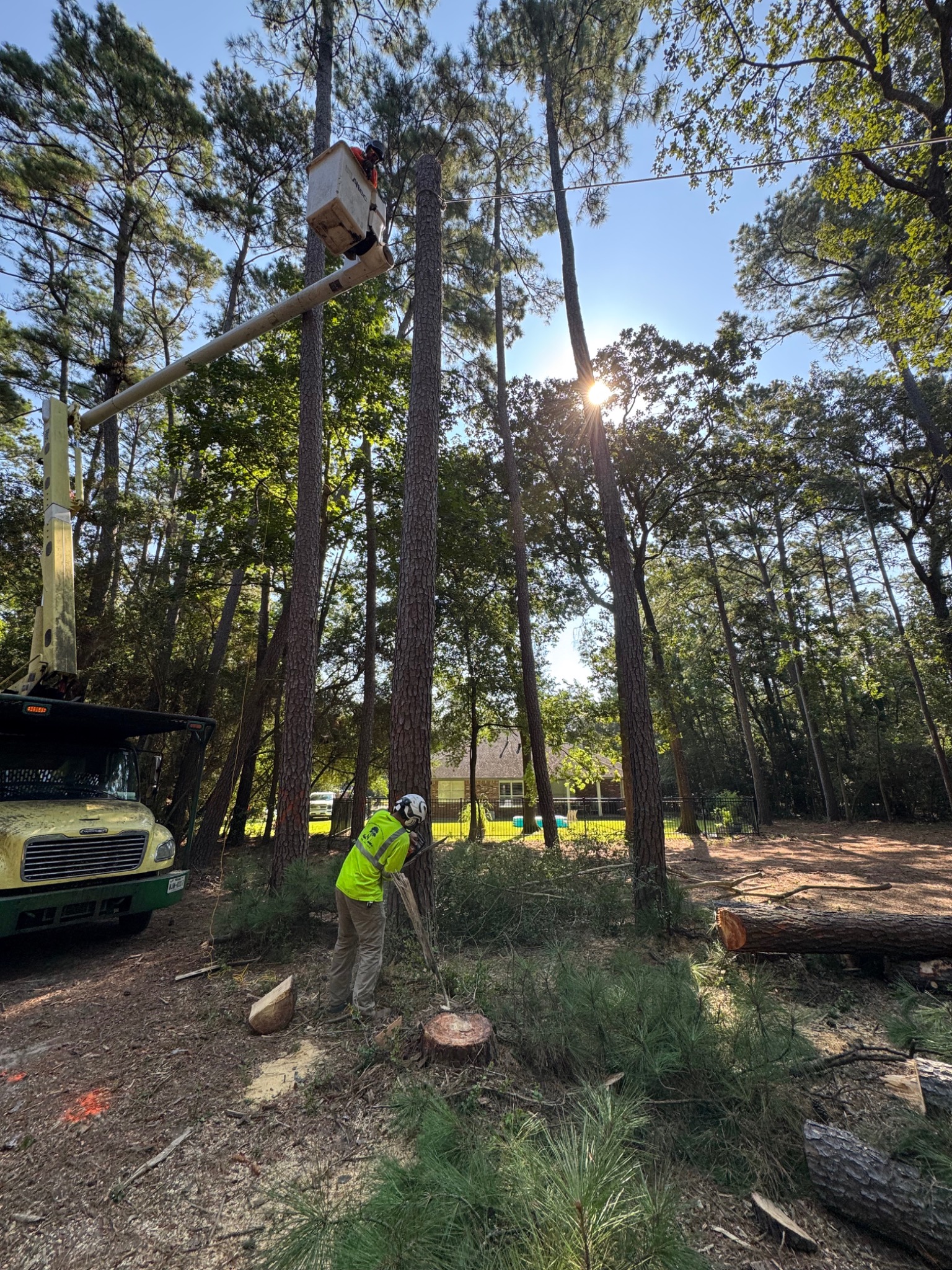 Climber cutting a tree branch