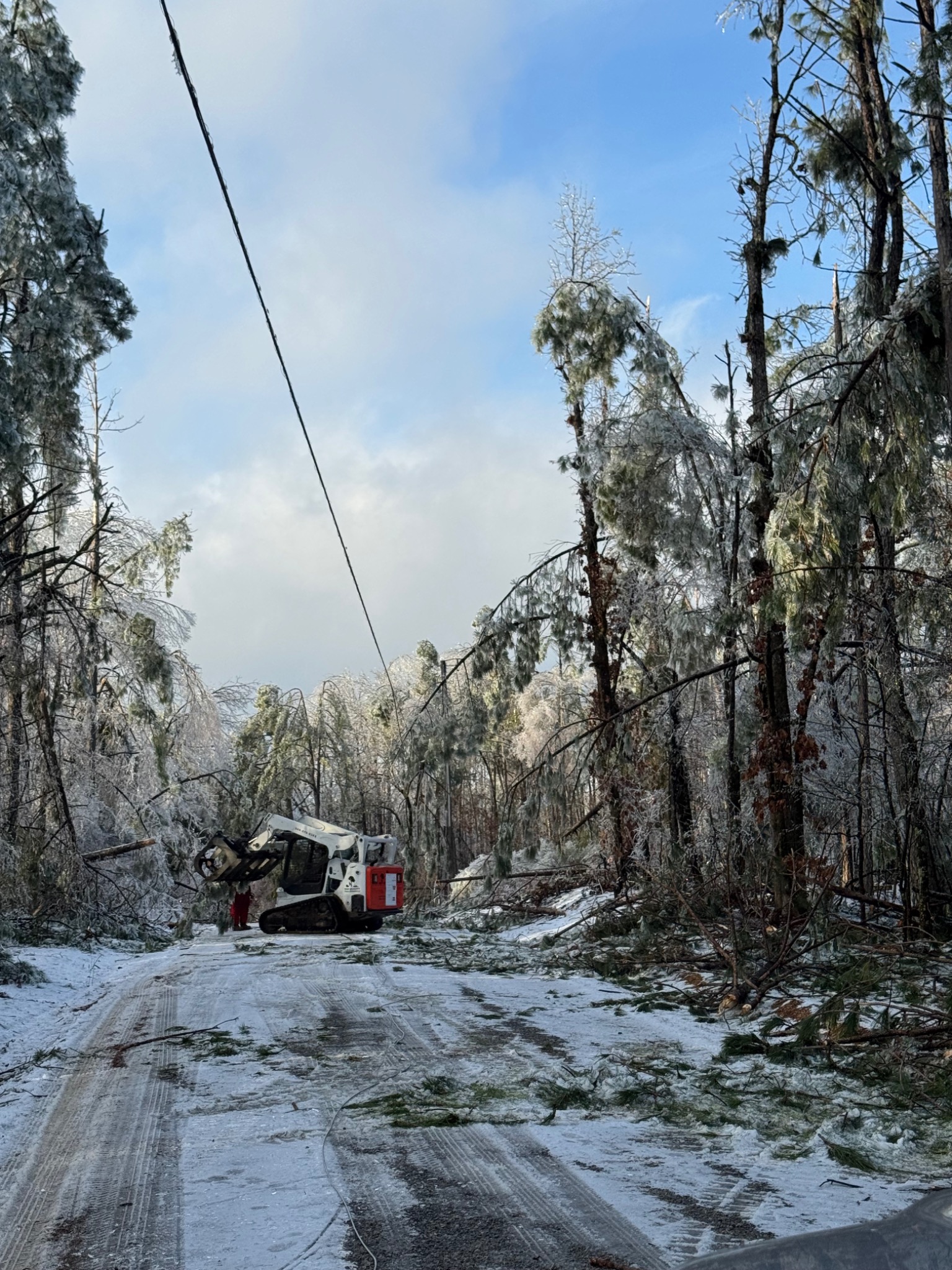 Top Quality Tree Experts crew at work