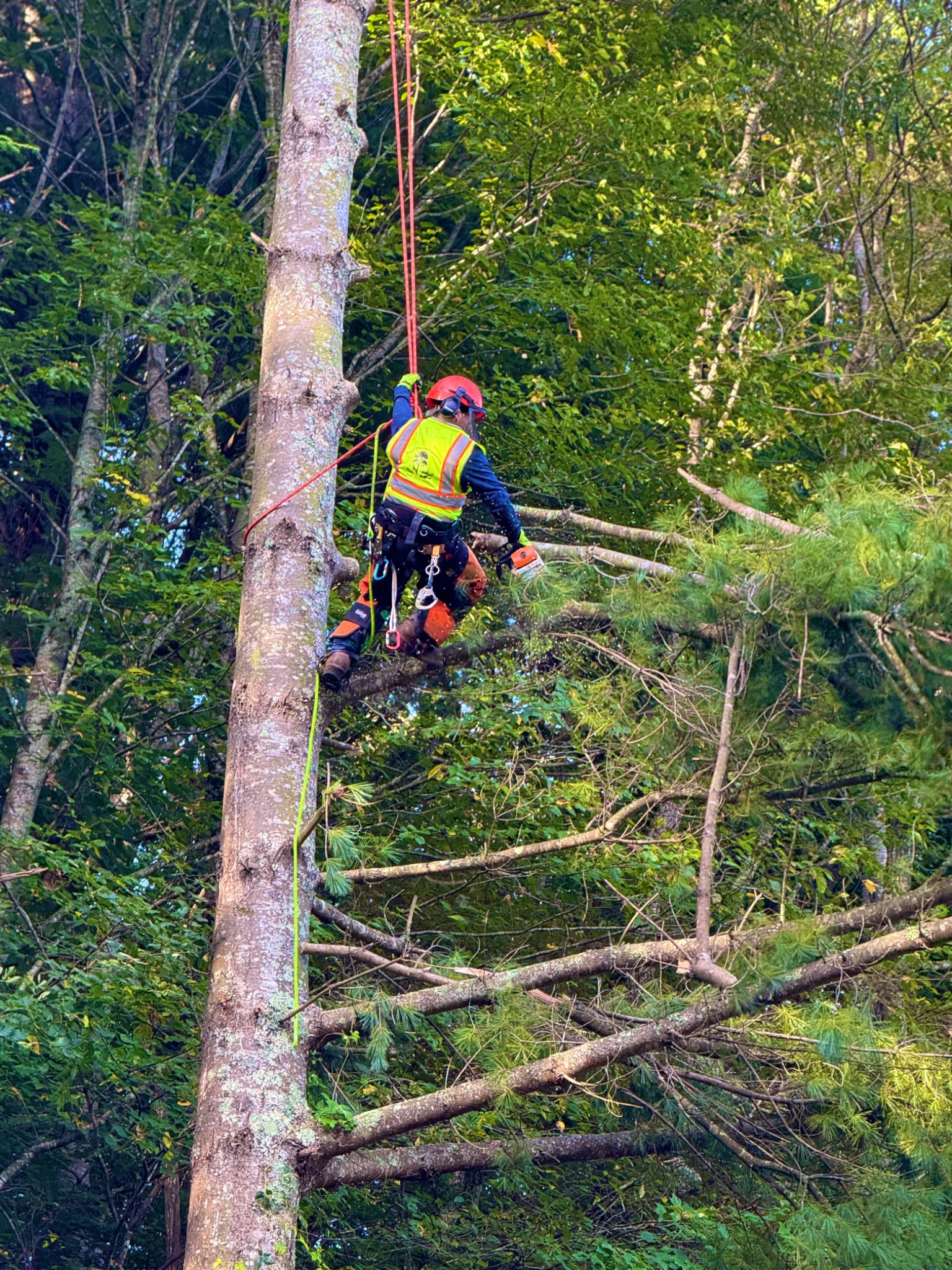 Tree removal crew and bucket truck